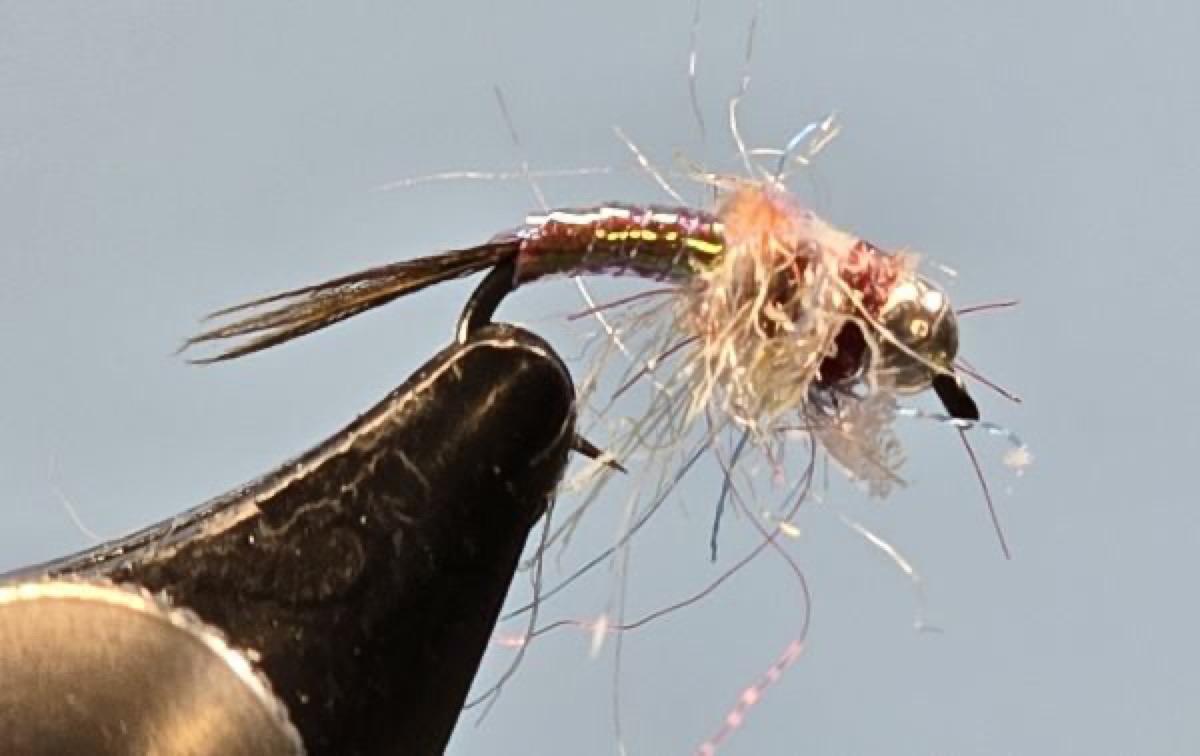 Rainbow Warrior fly pattern tied by Darrell Olson