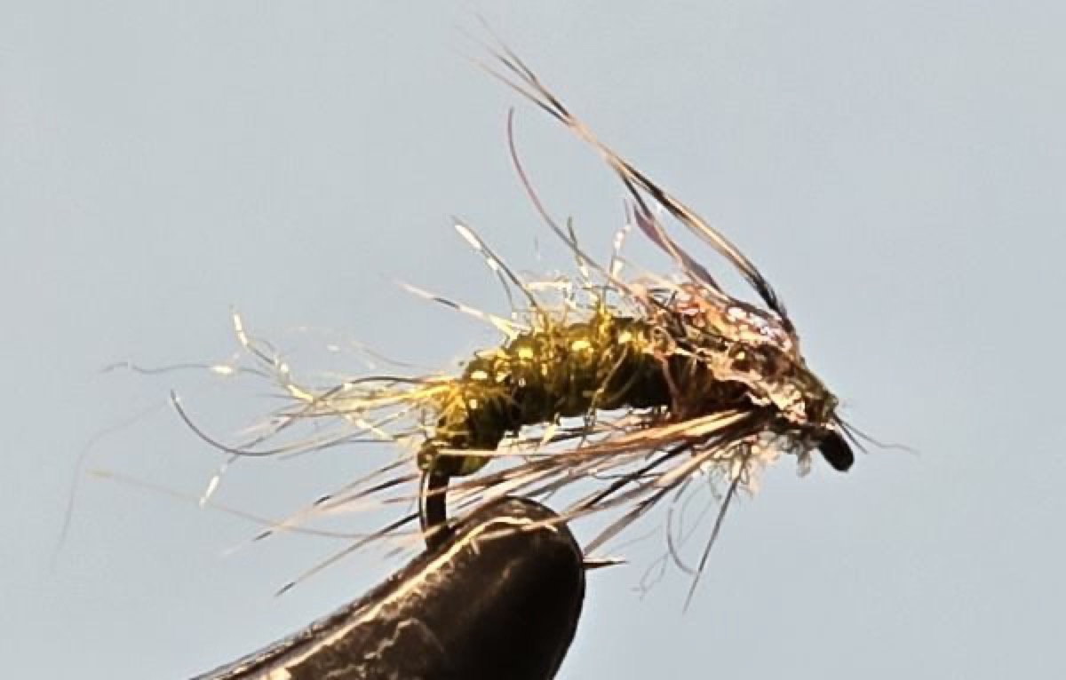 Caddis Larva fly pattern tied by Darrell Olson