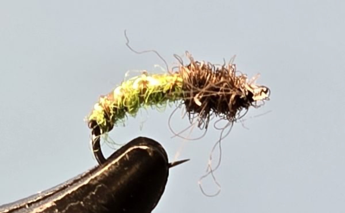Electric Caddis fly pattern tied by Darrell Olson