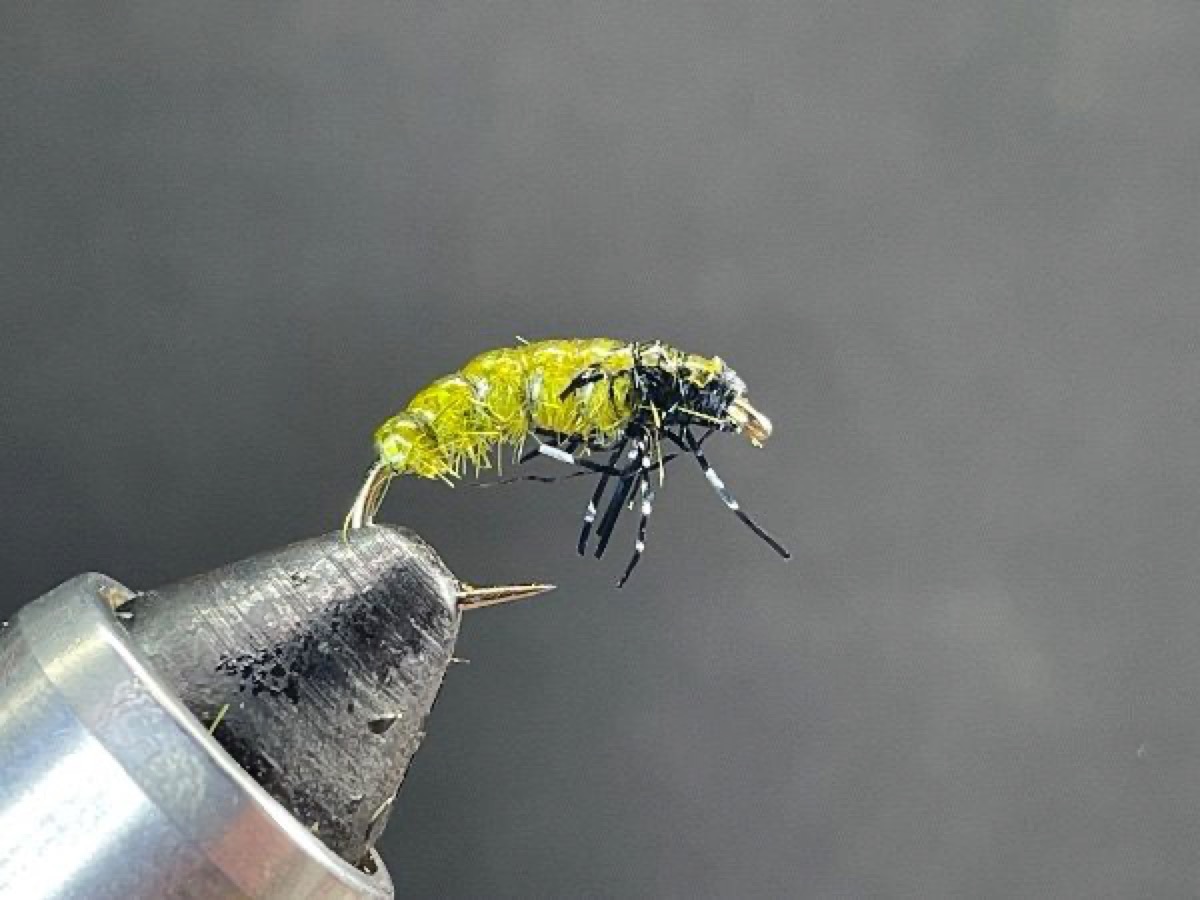 Green Caddis Czech Nymph fly pattern tied by Brent Jones