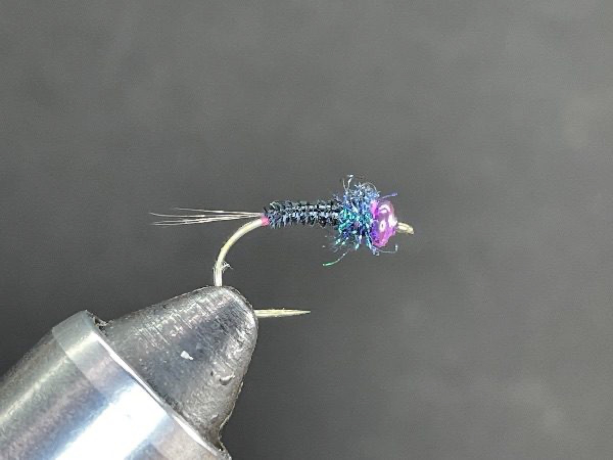 Purple Brad Quill Nymph fly pattern tied by Brent Jones