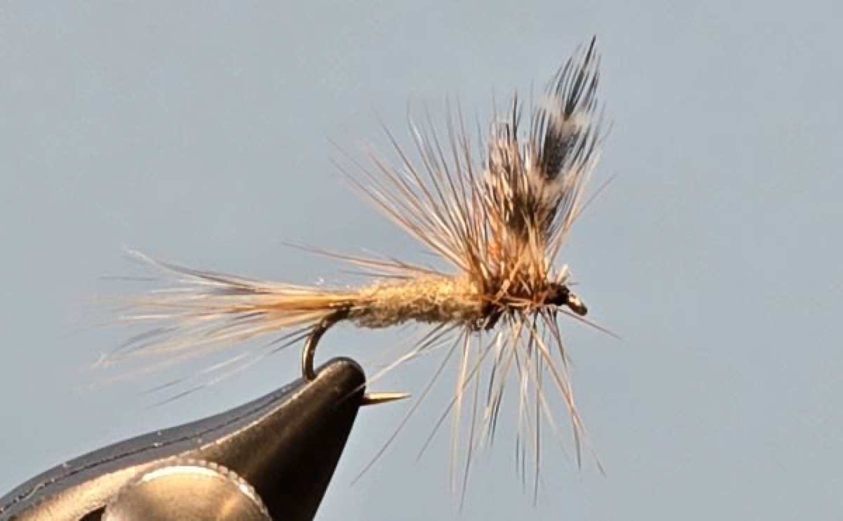 Adams Dry Fly fly pattern tied by Darrell Olson