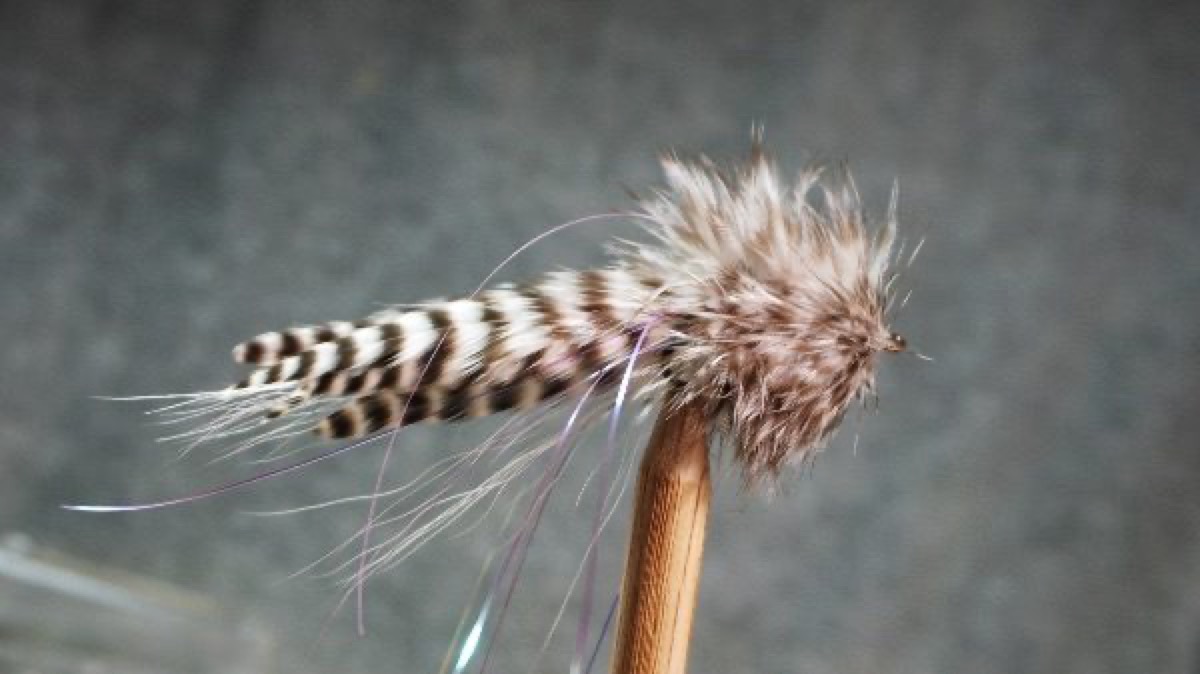 Semper Fleye fly pattern tied by Christian Andrews