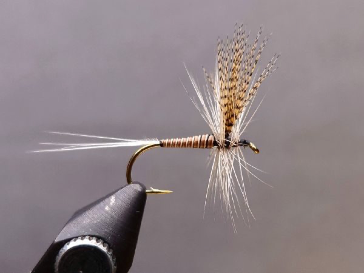 Quill Gordon (variant) fly pattern tied by Shayne Avison