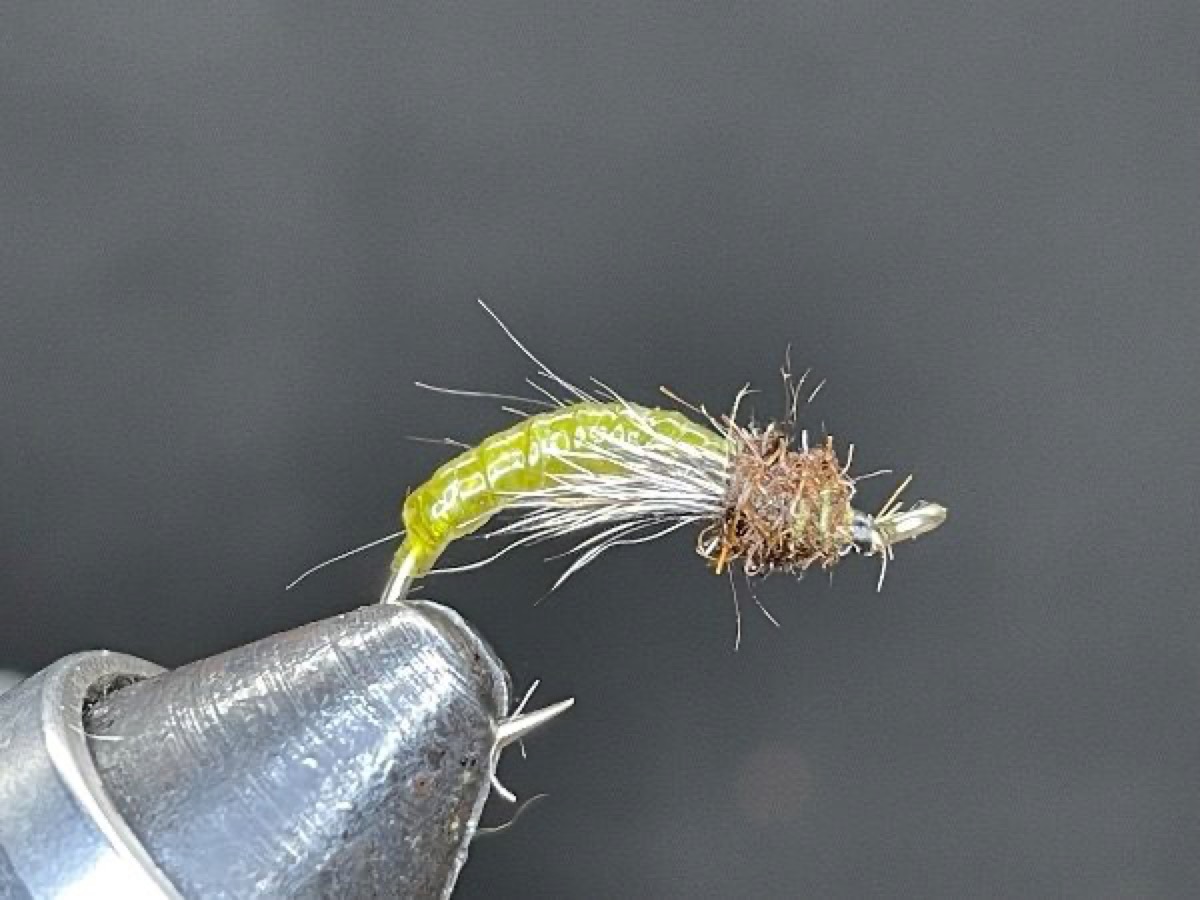 Olive Latex Caddis Pupa fly pattern tied by Brent Jones