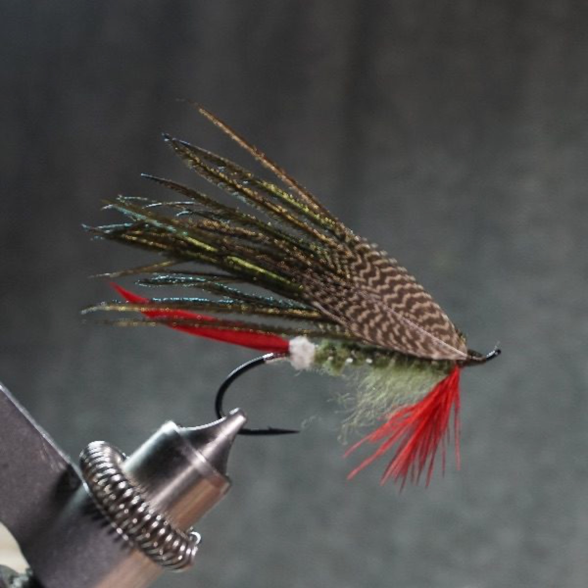 Campeona Streamer fly pattern tied by Christian Andrews