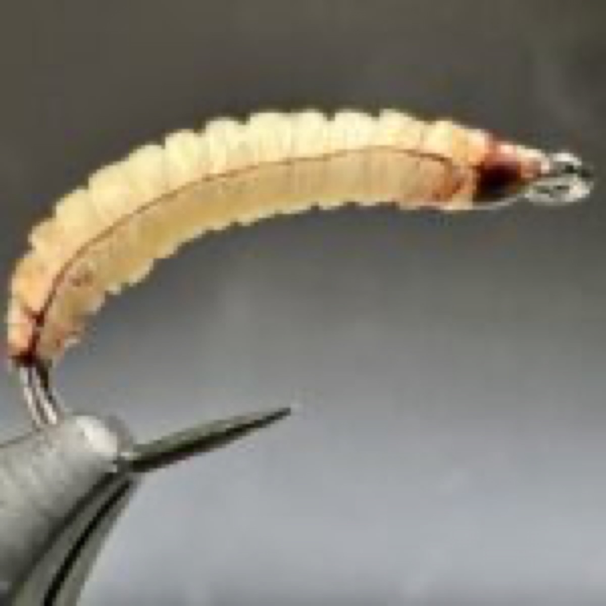Realistic Wax Worm fly pattern tied by Brian Smith